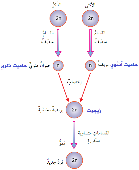 التكاثر الجنسي